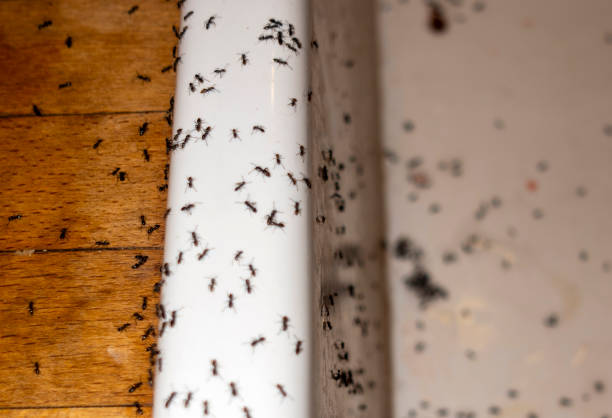 Best Local Pest Control Services  in New Madrid, MO