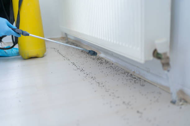 Best Pest Control Near Me  in New Madrid, MO